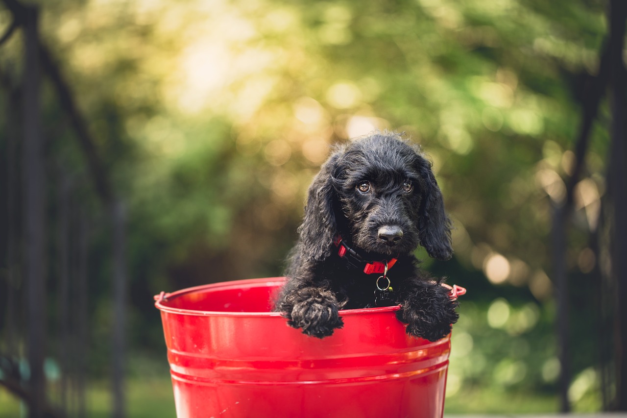 adorable animal bucket free photo