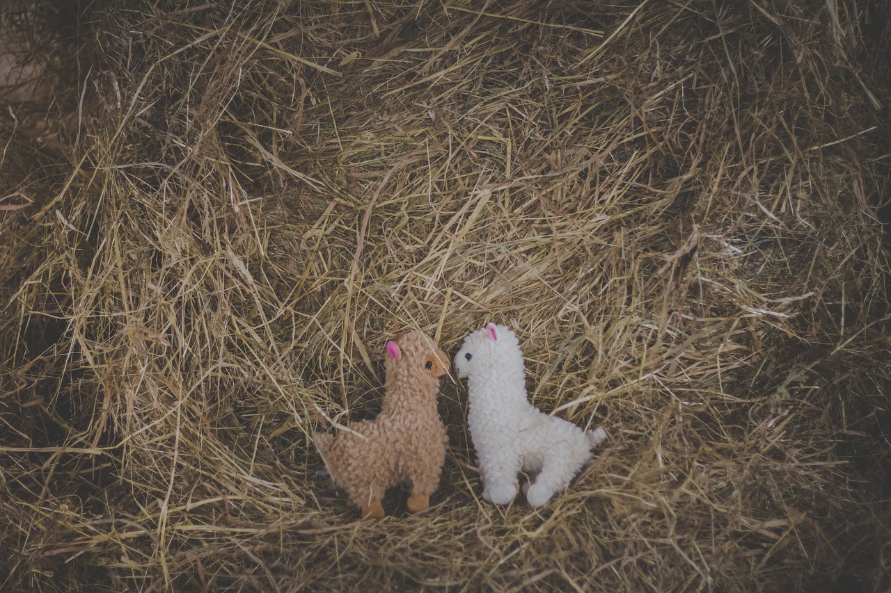 adorable alpaca alpacas free photo