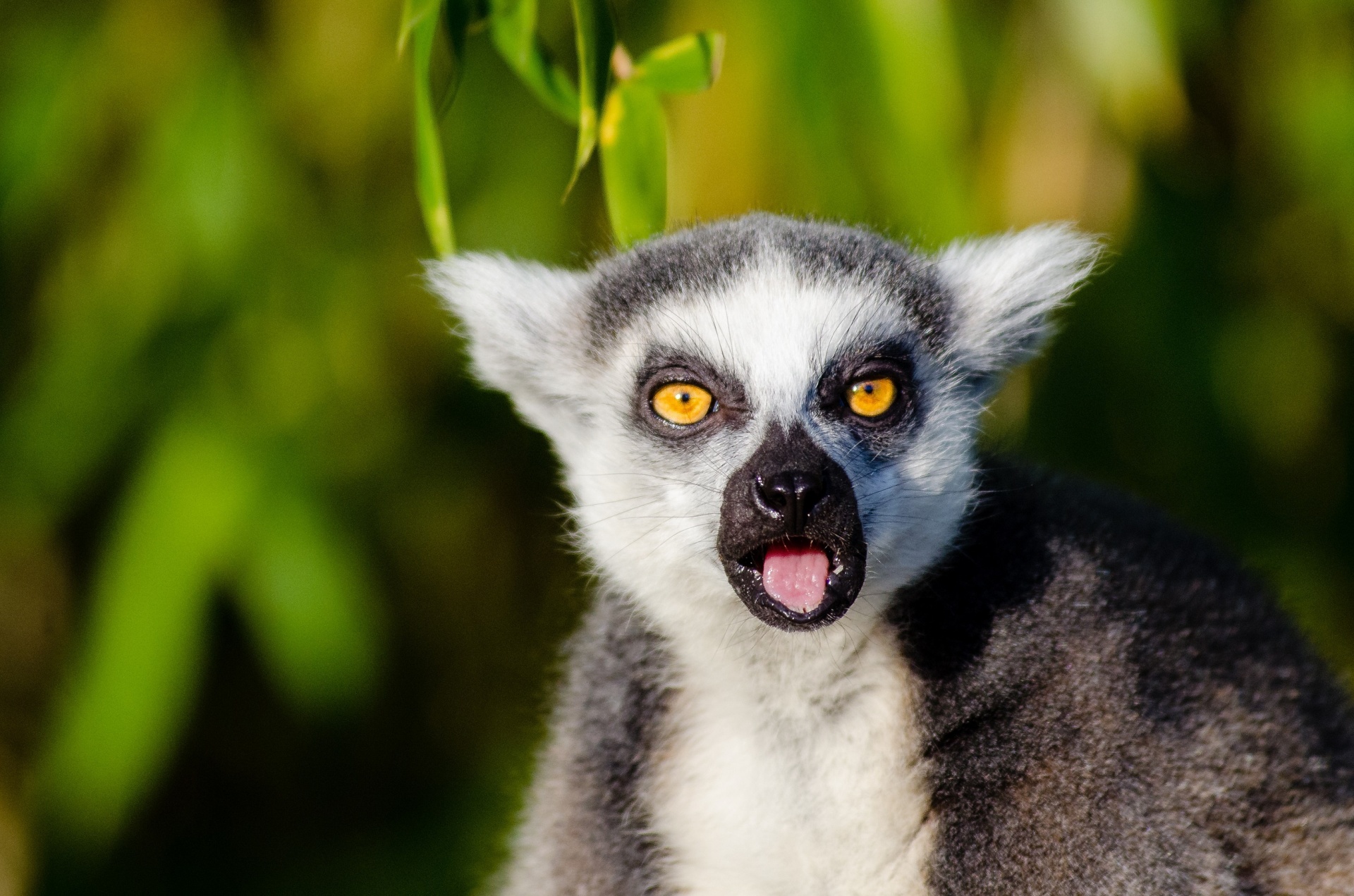 cute lemur madagascar free photo