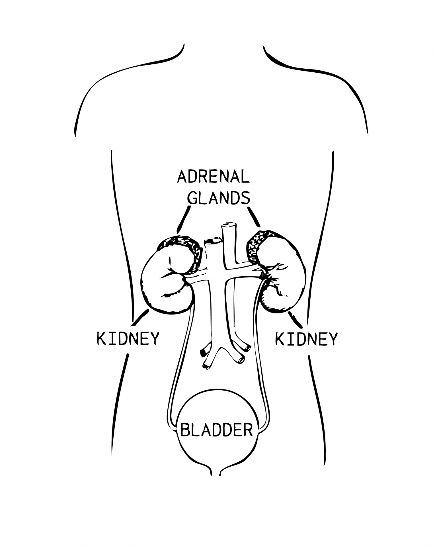 adrenal glands kidneys kidney free photo