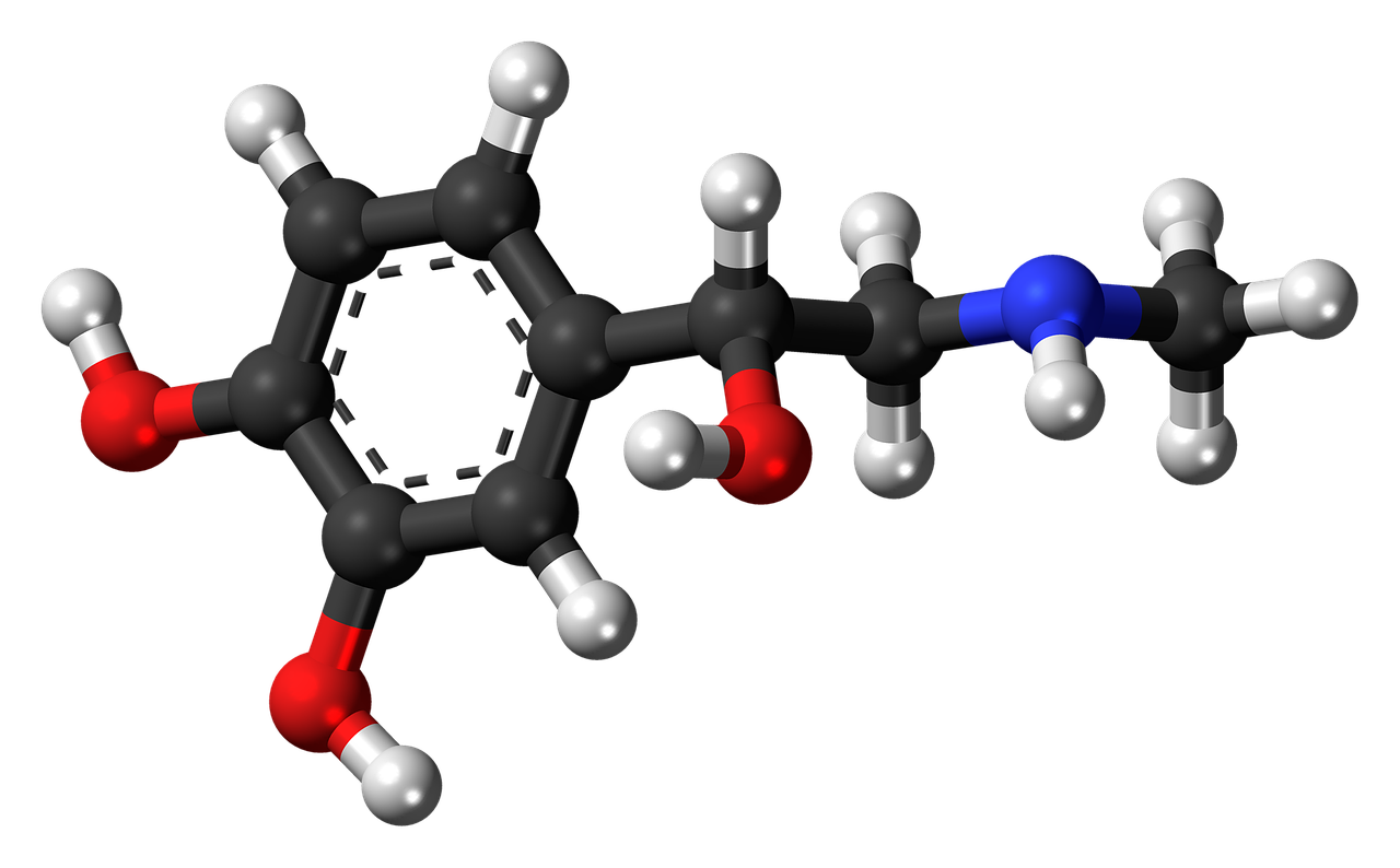 adrenaline epinephrine hormone free photo