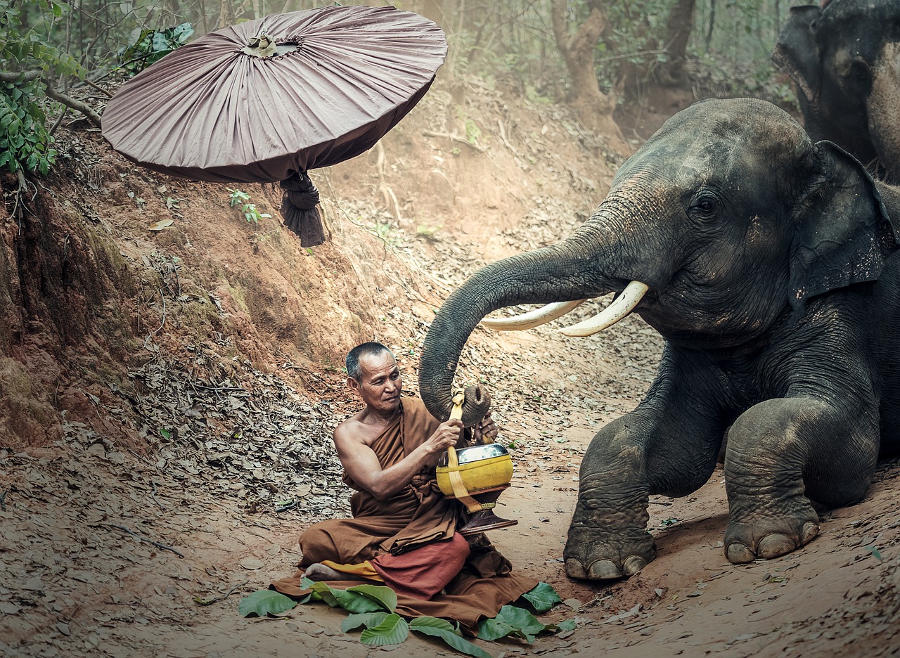 พระ elephant adult free photo