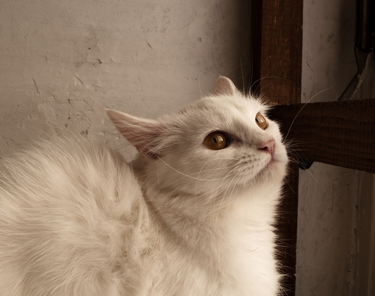 adult white cat free photo