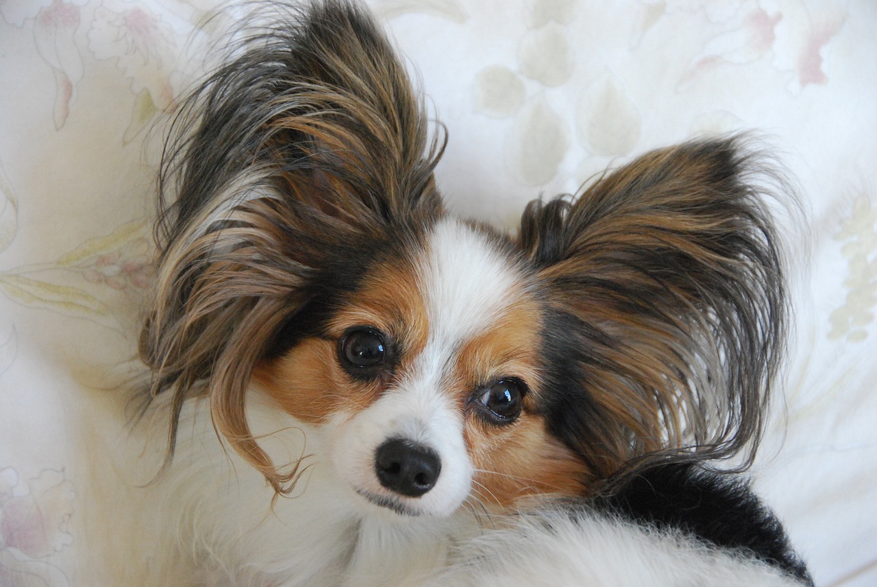 adult dog breed is papillon free photo