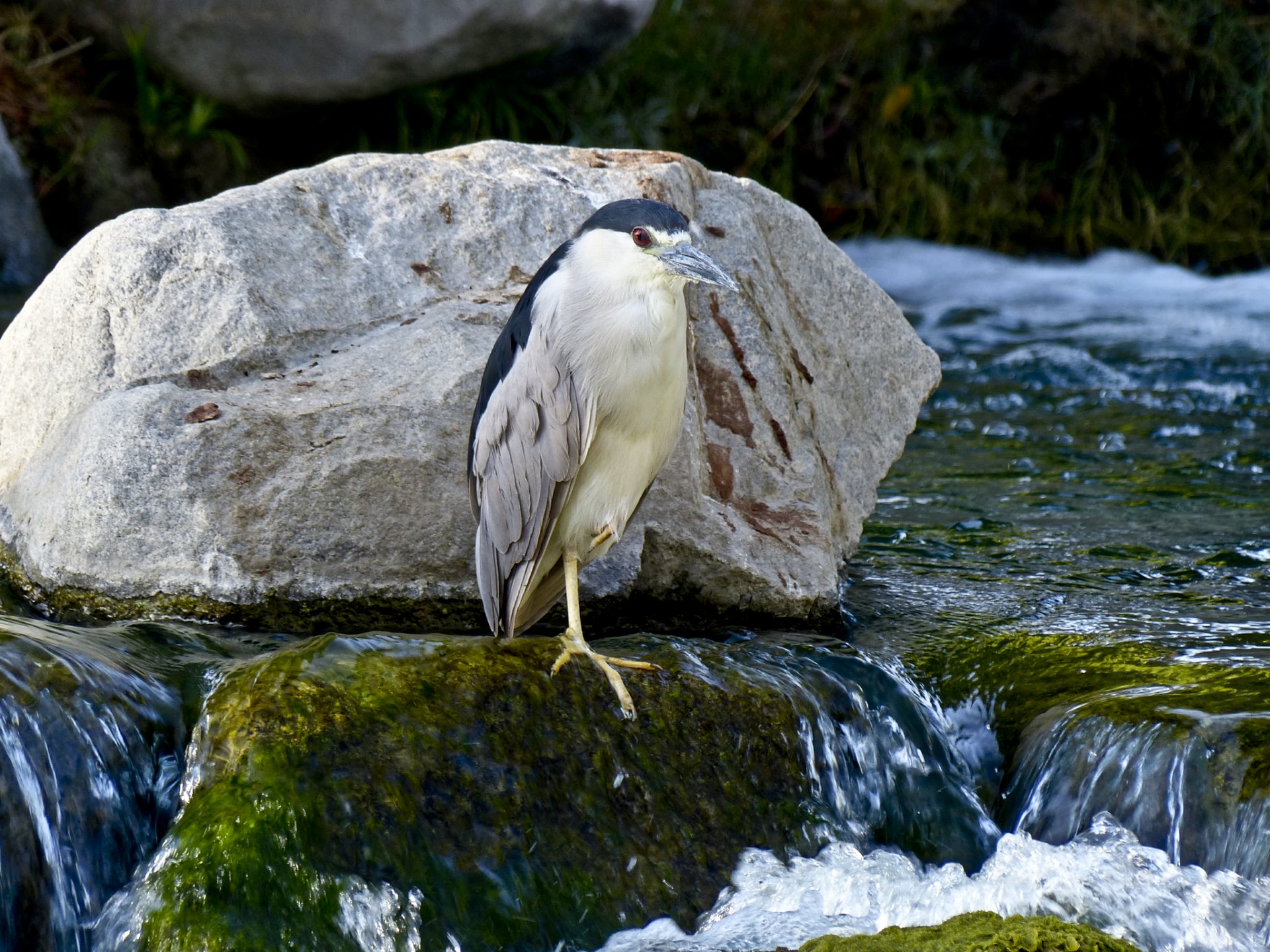 heron night standing free photo