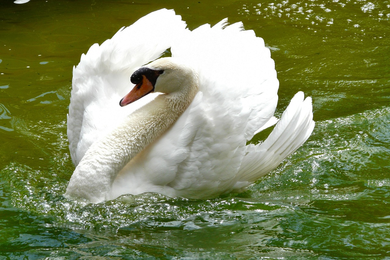 adult swan in the water bird free photo