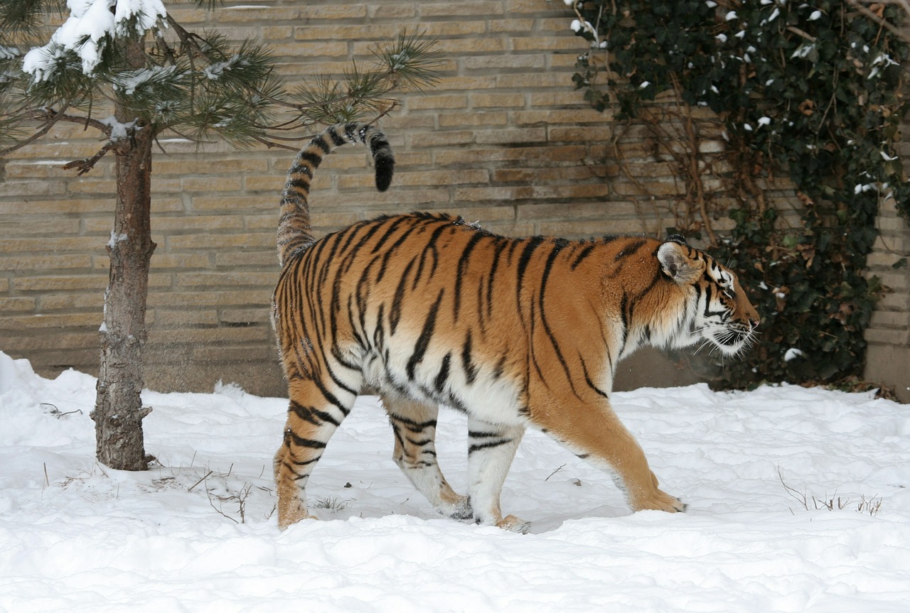 adult tiger snow zoo free photo