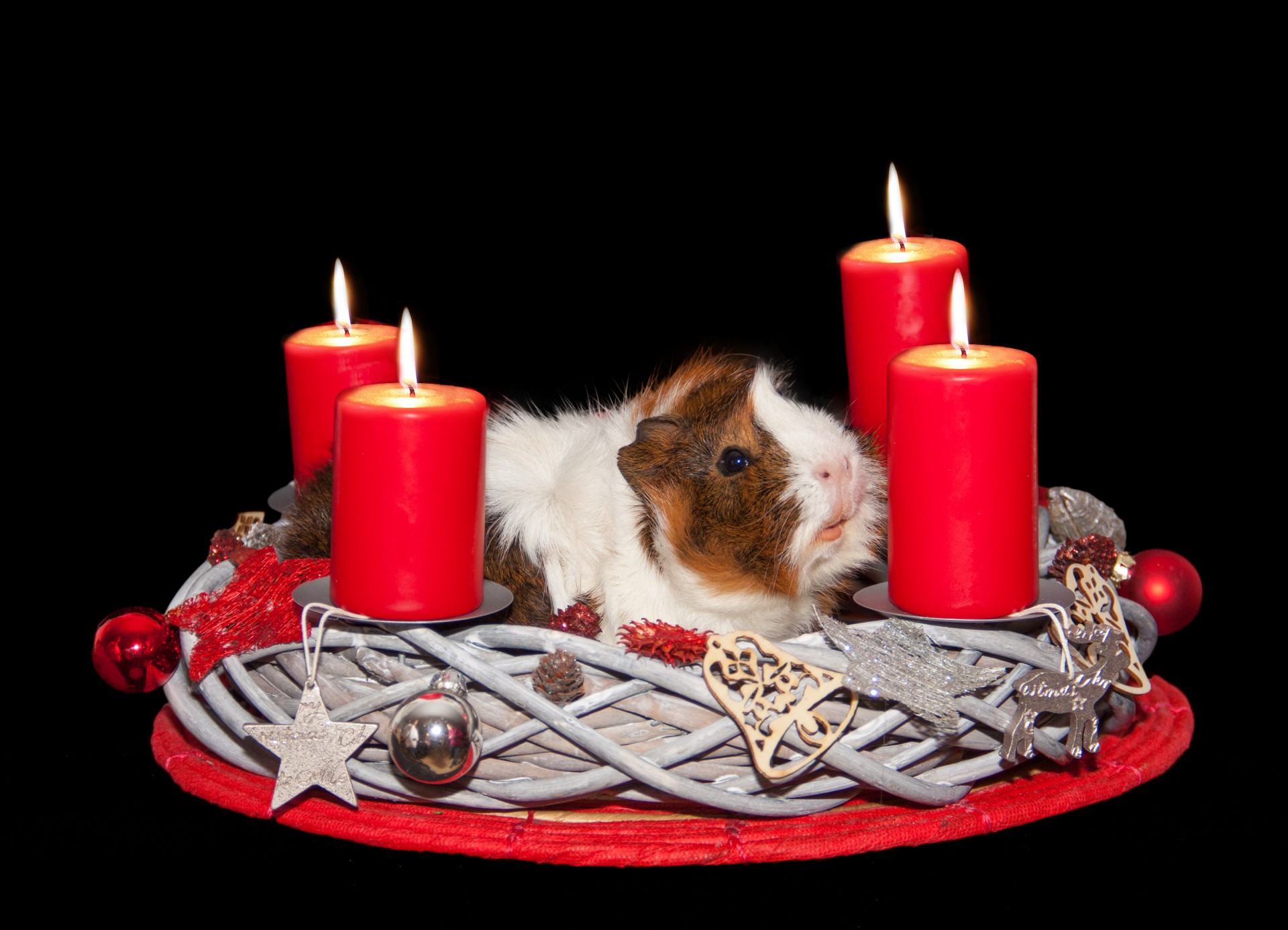 guinea pig advent wreath christmas free photo