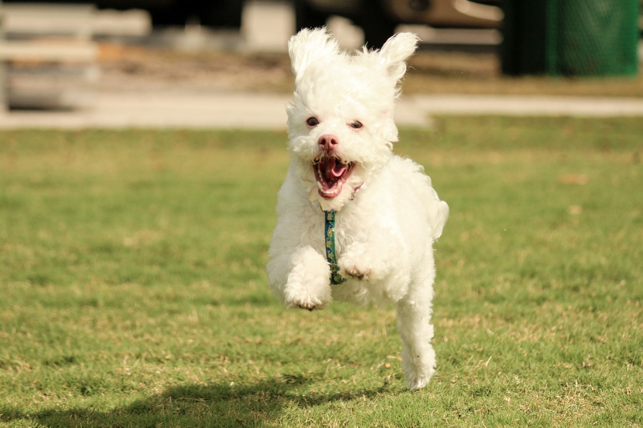 adventure dog running dog free photo