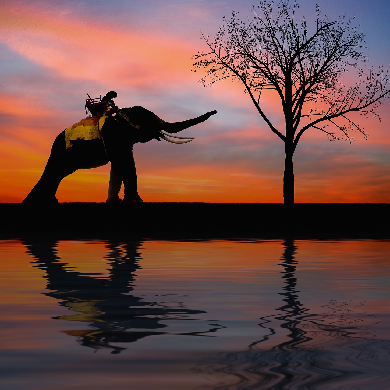 silhouette elephant kids free photo