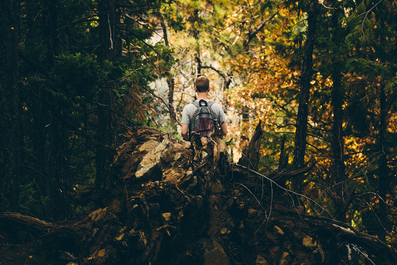 adventure forest man free photo