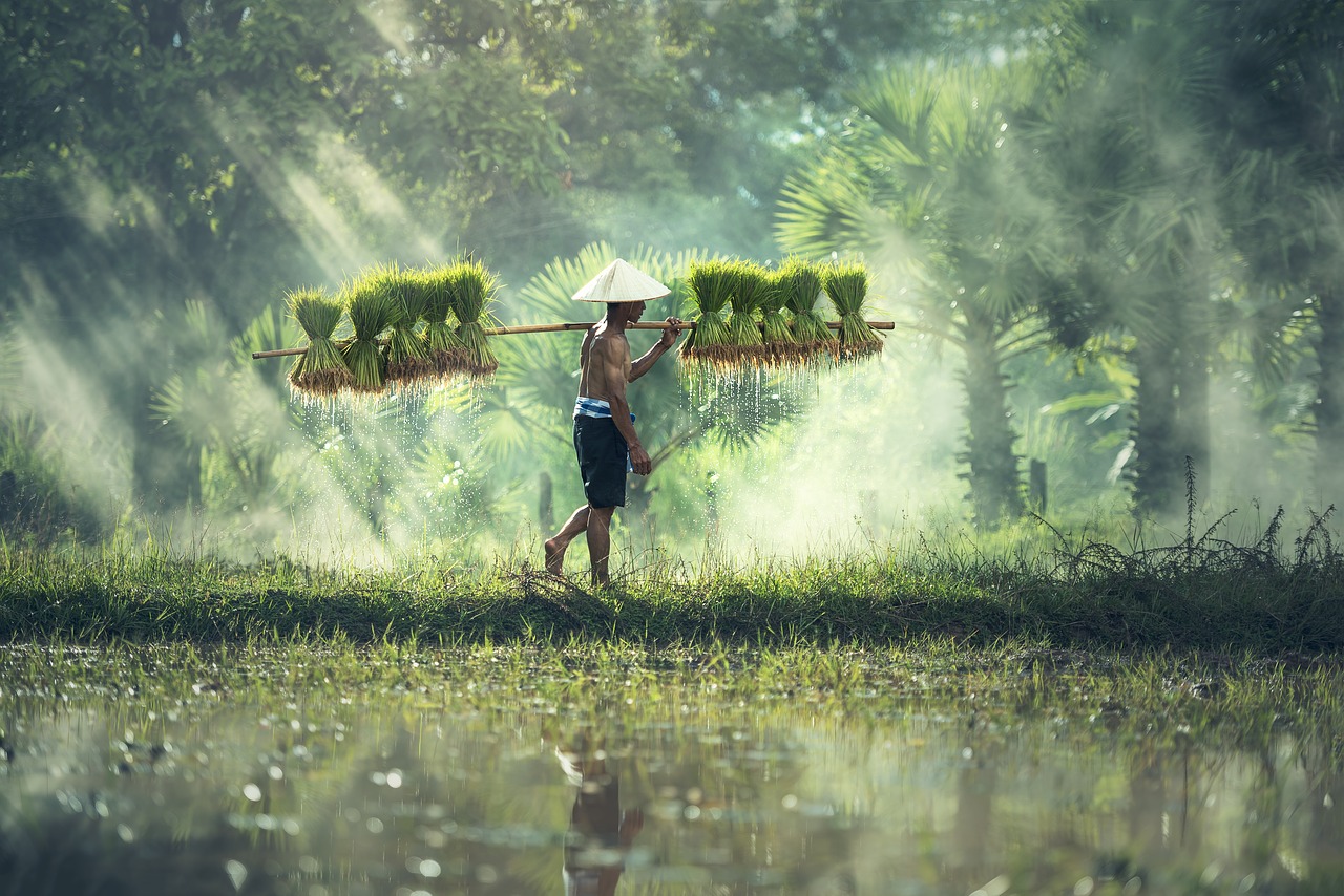 agriculture asia cambodia free photo