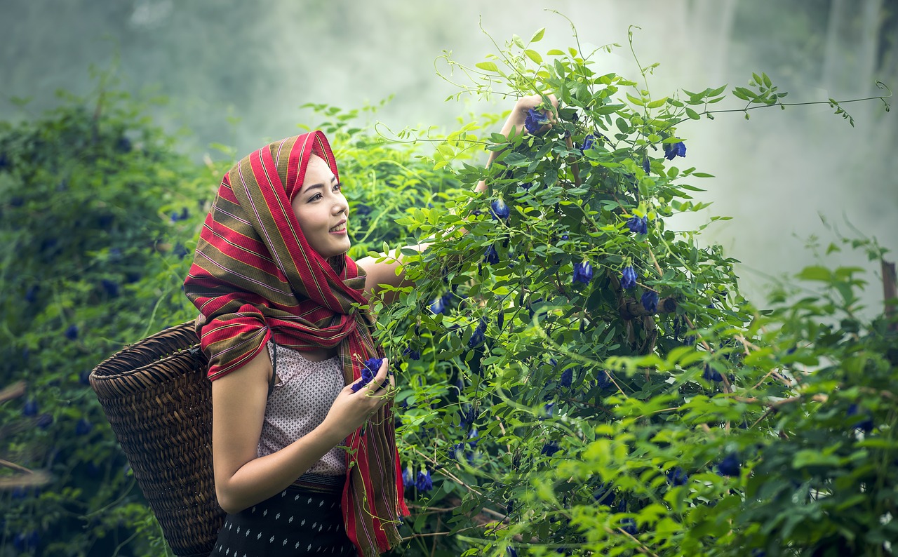 operator asia pea flowers free photo