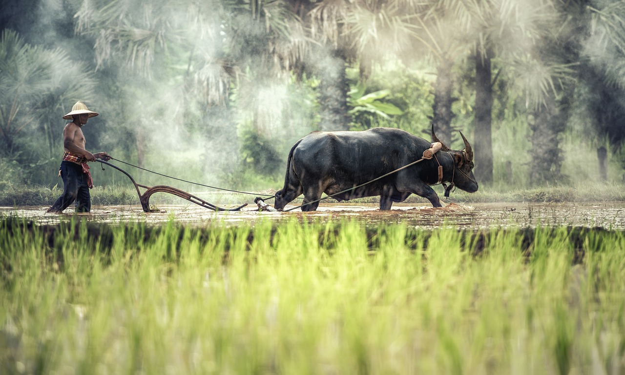 buffalo farmer cultivating free photo