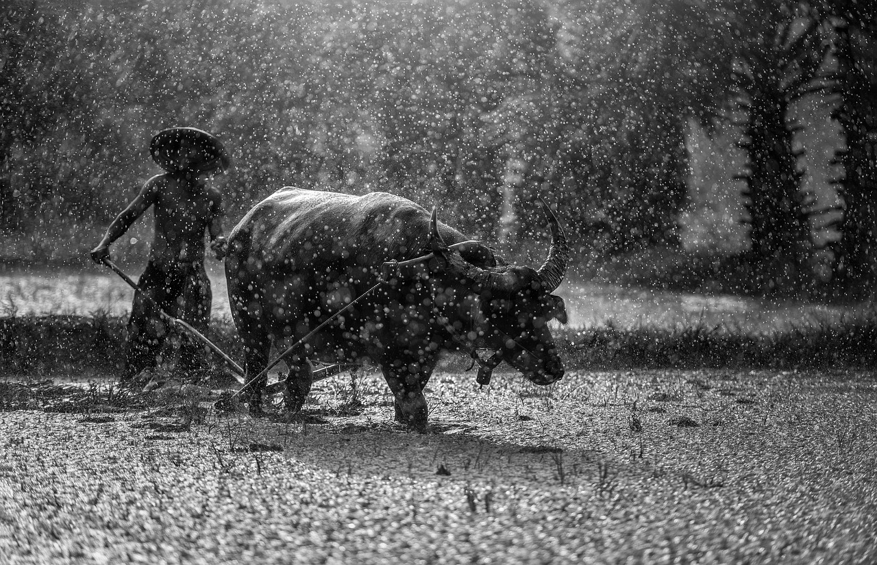 buffalo farmer cultivating free photo