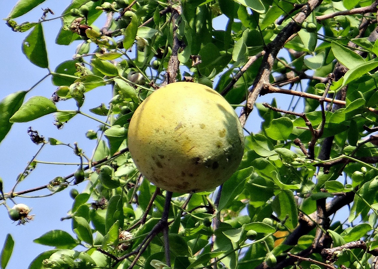 aegle marmelos golden apple bengal quince free photo
