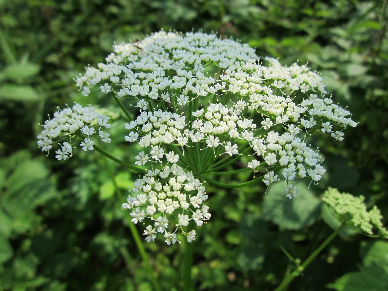 aegopodium podagraria ground elder herb gerard free photo