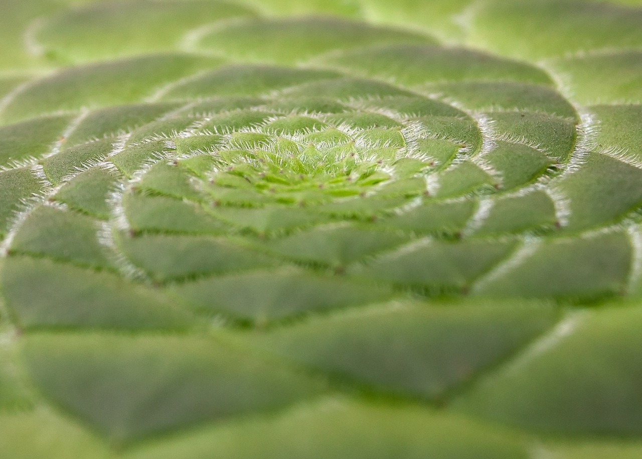 aeonium tabuliforme succulent dish plant free photo