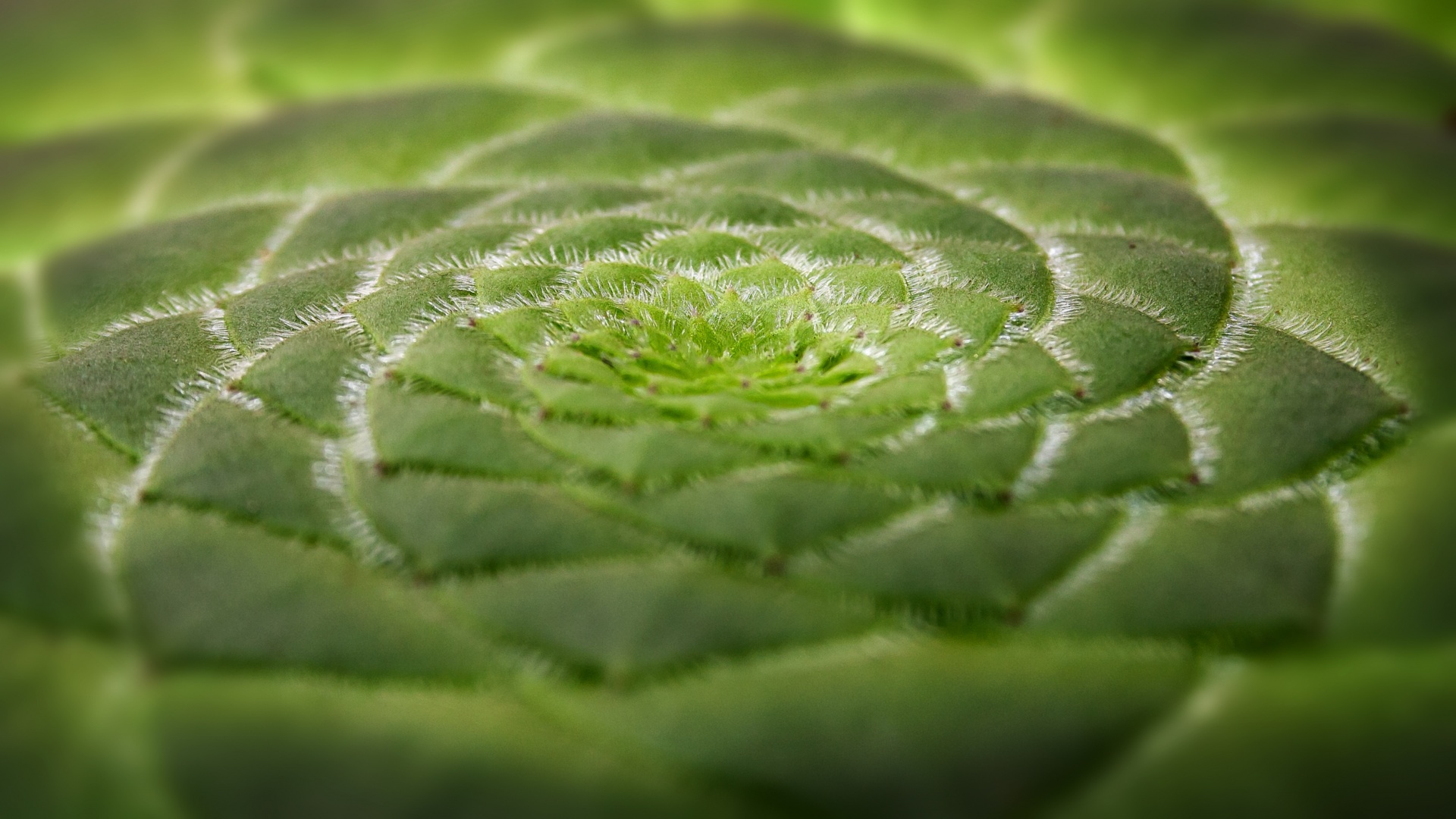 plant plate-shaped succulent free photo