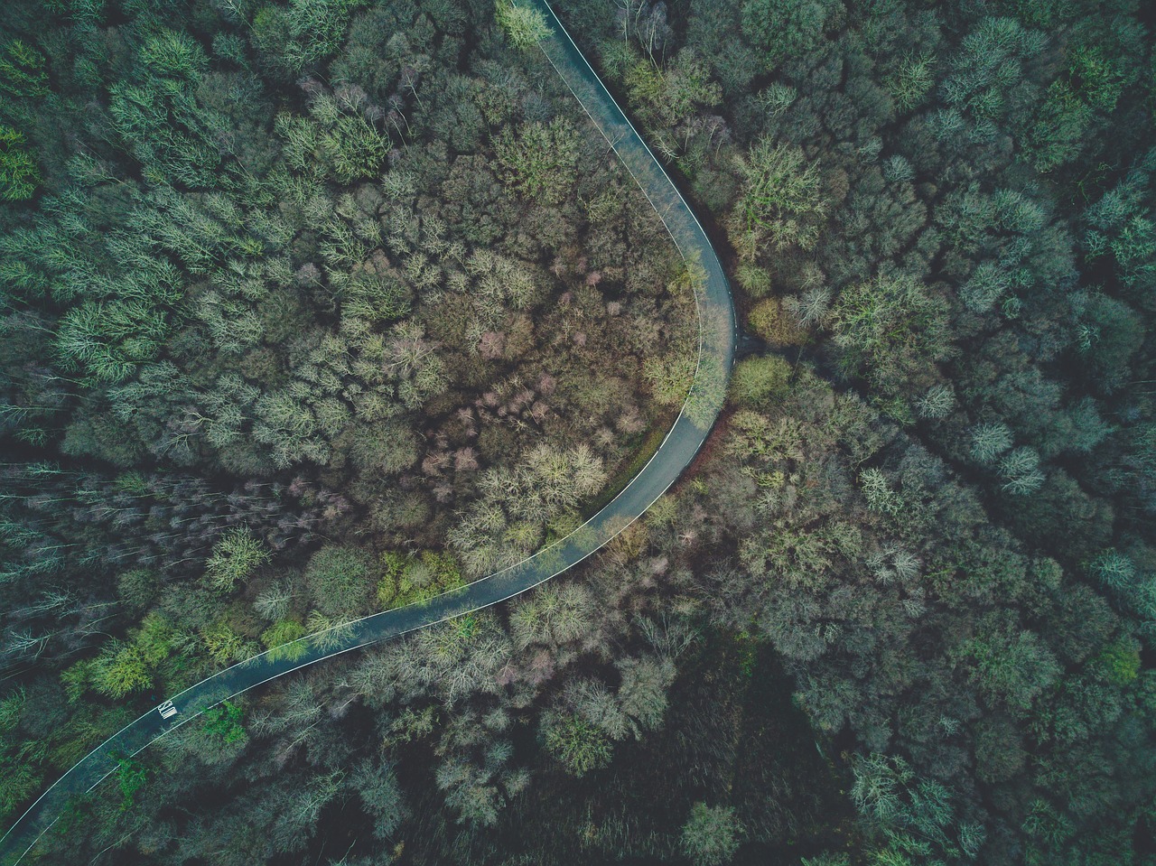 aerial forest woods free photo