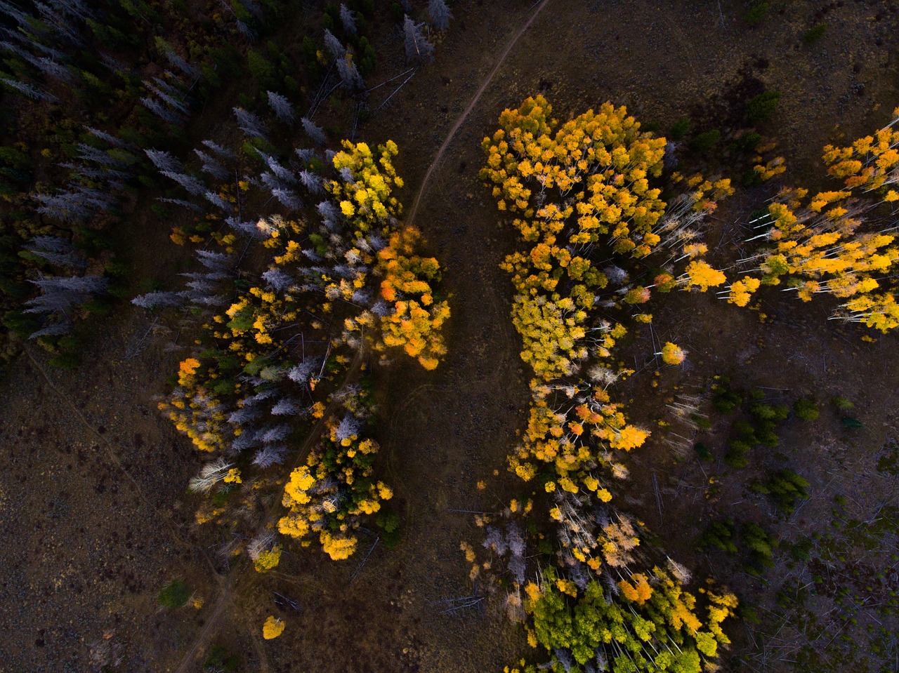 aerial trees forest free photo