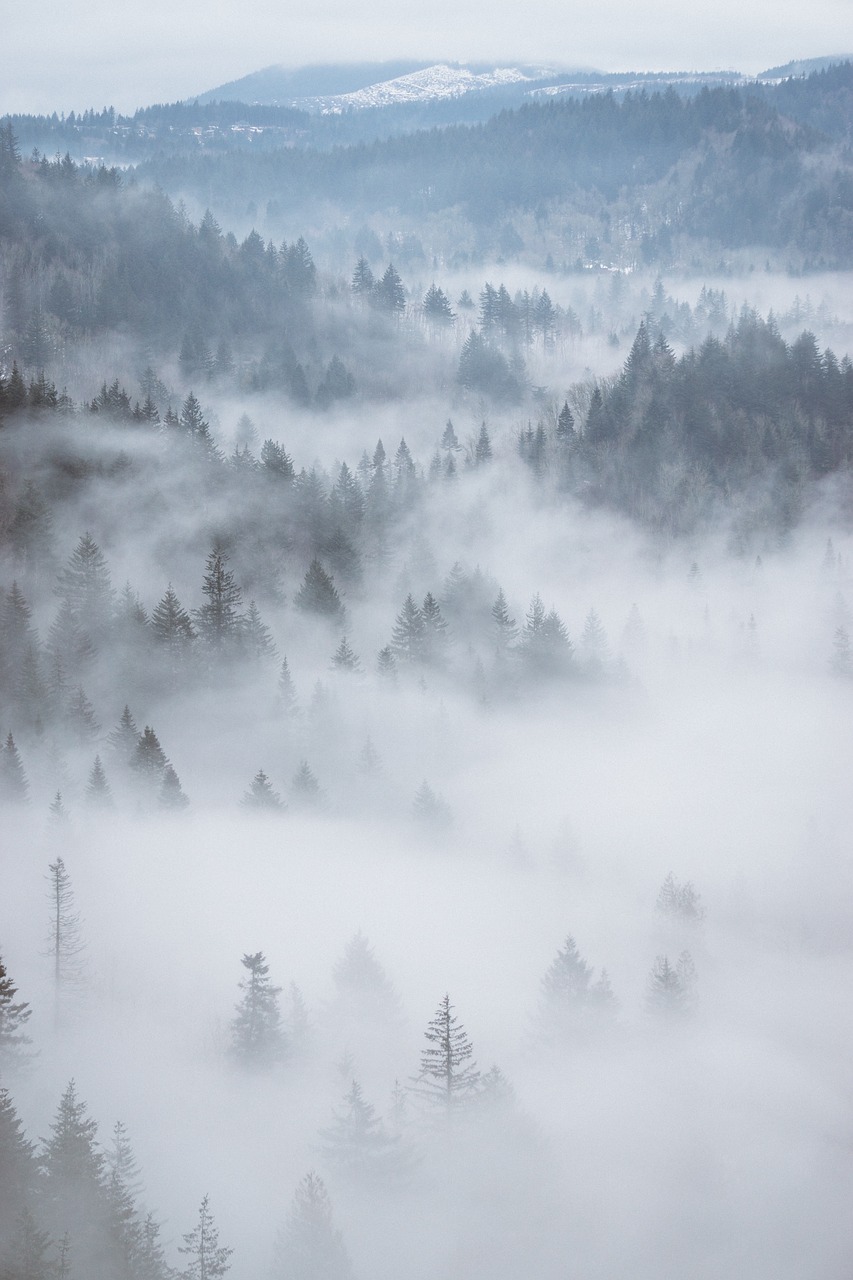 aerial fog forest free photo