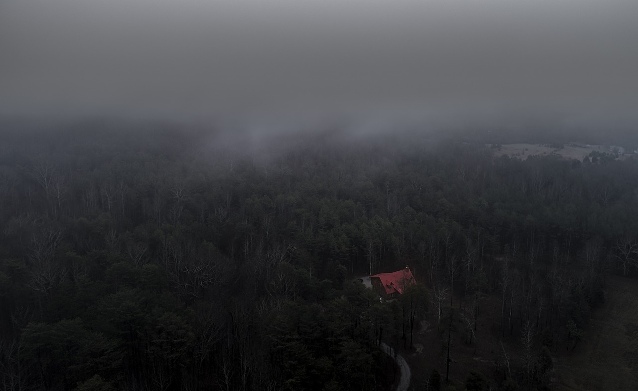 aerial fog forest free photo
