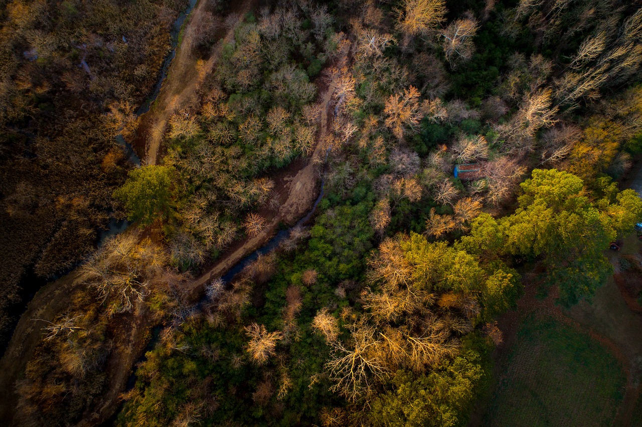 aerial view trees free photo