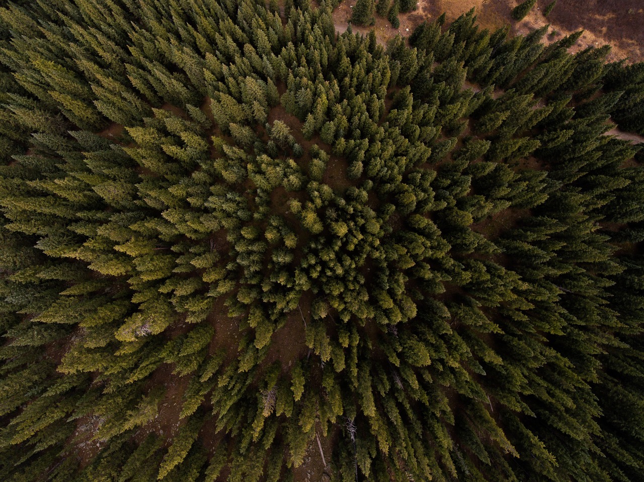 aerial view pine free photo