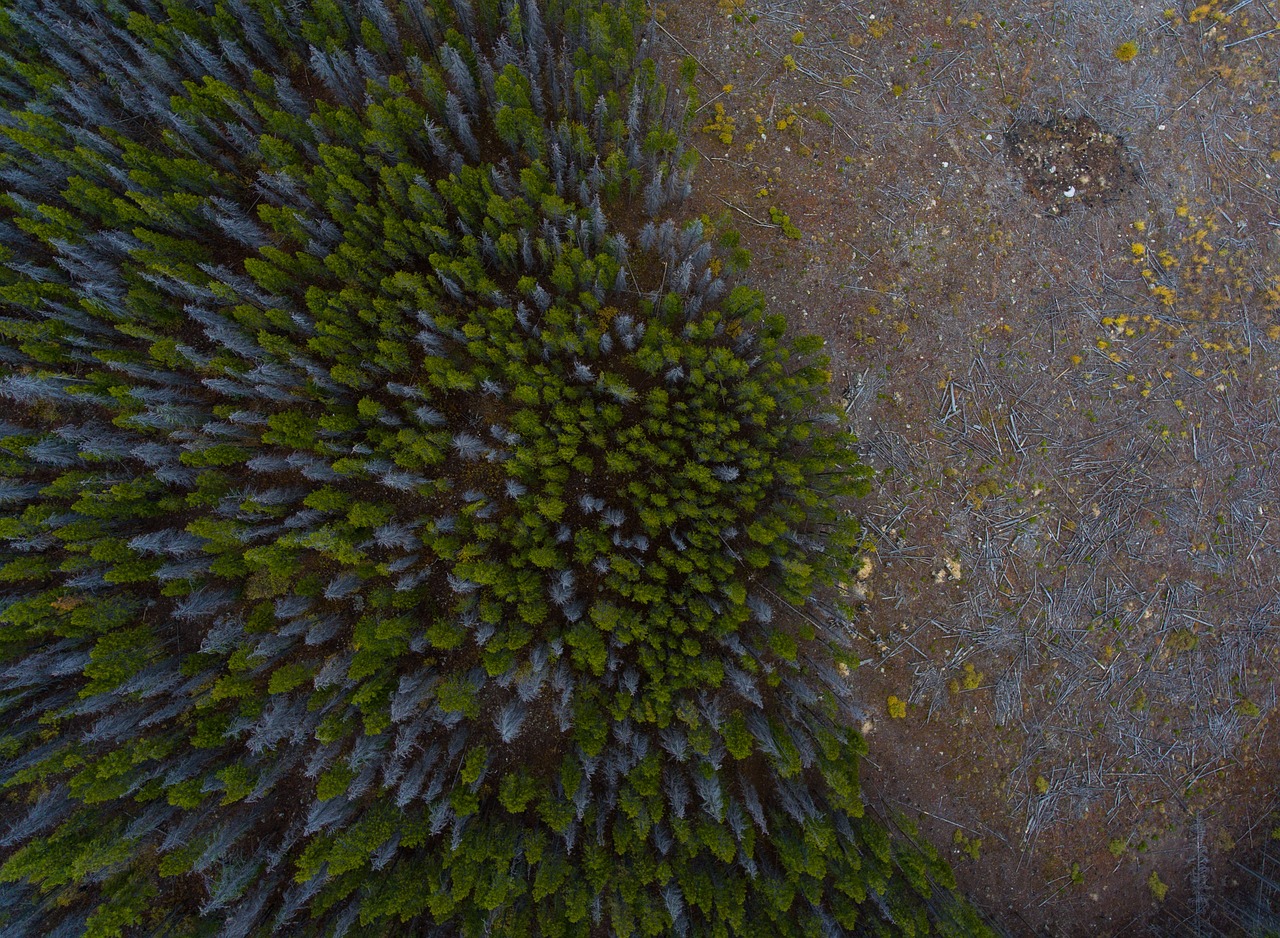 aerial view trees free photo