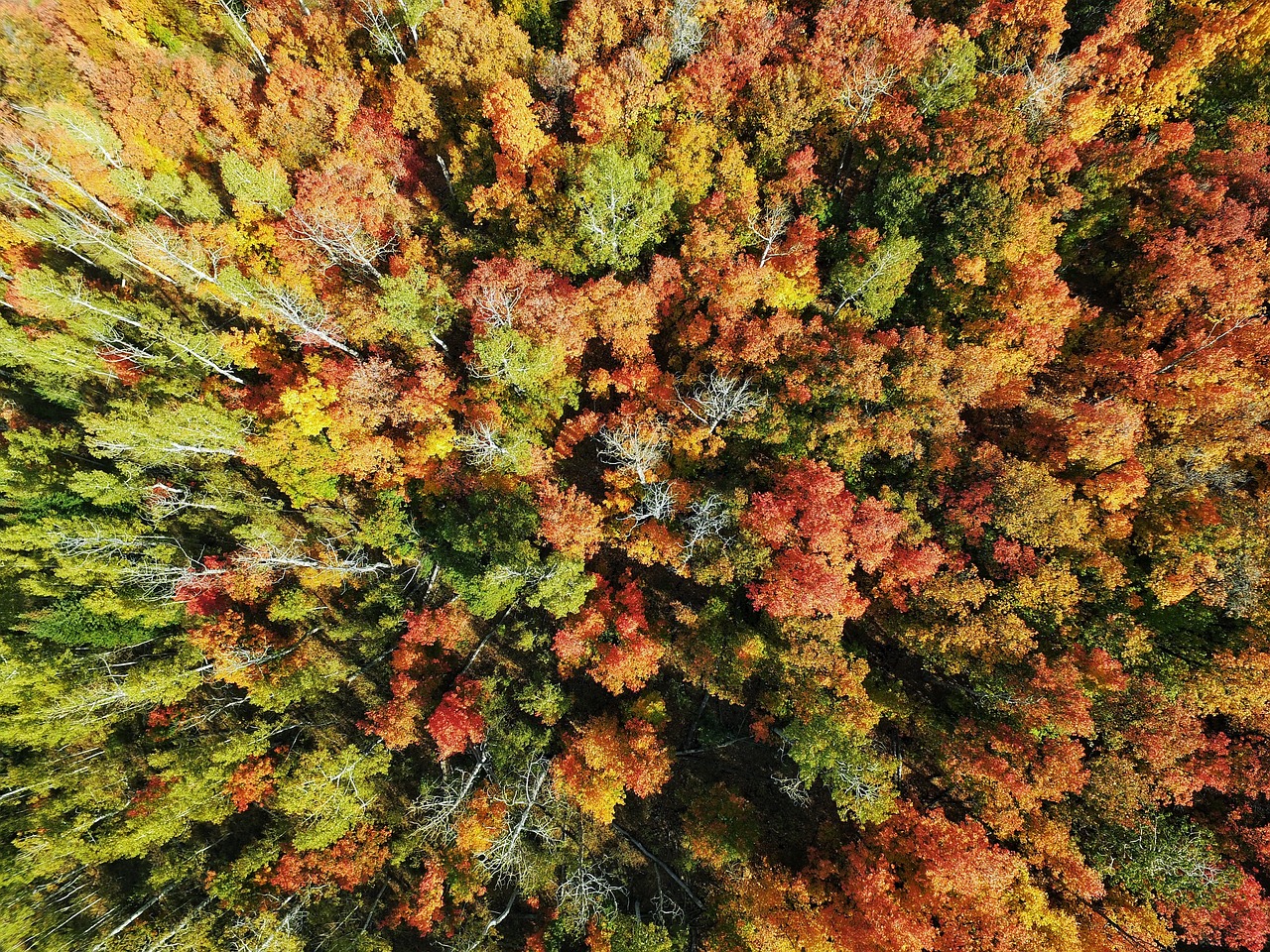 aerial trees woods free photo