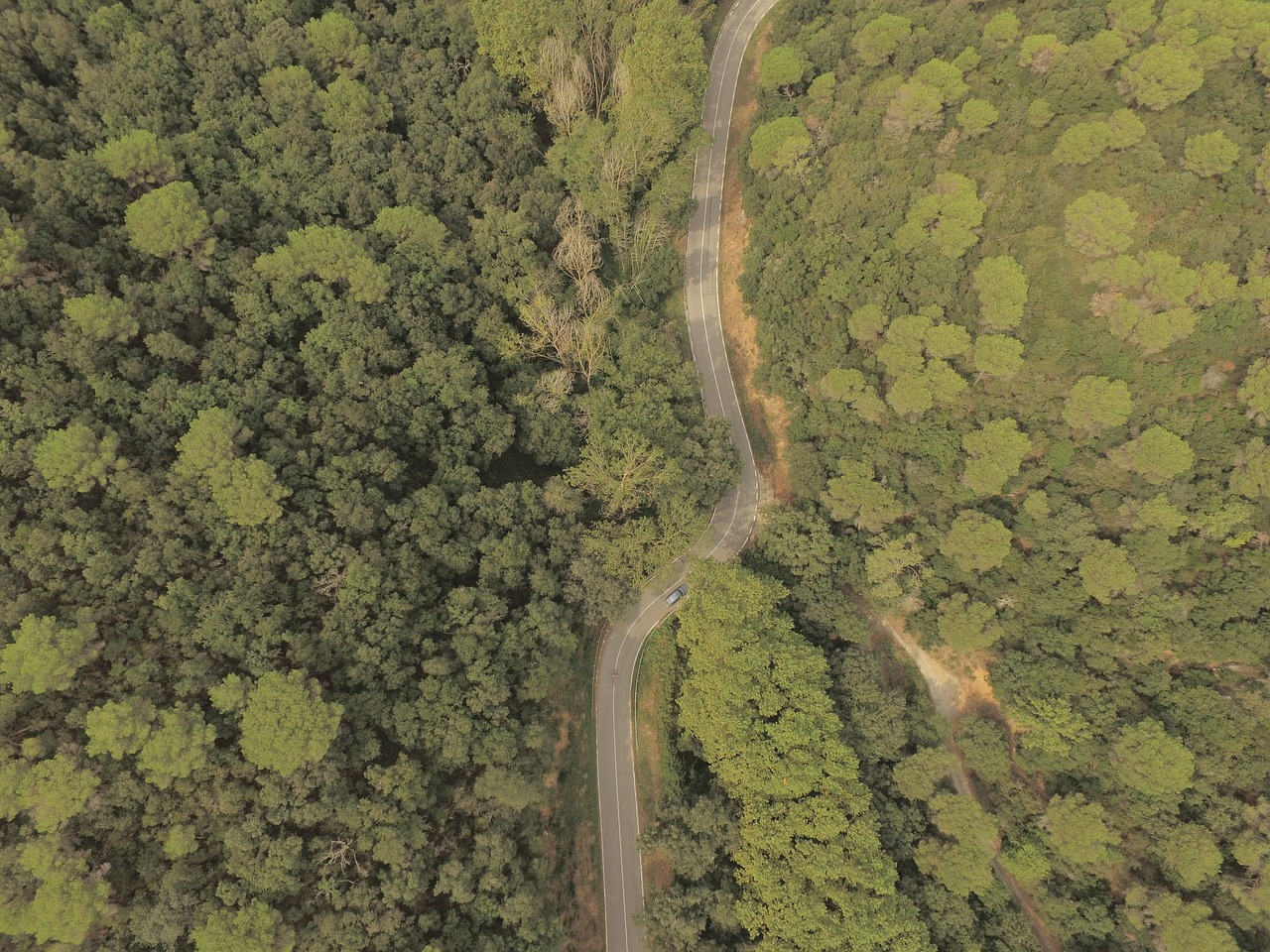 Лес сканирование дроном деревьев