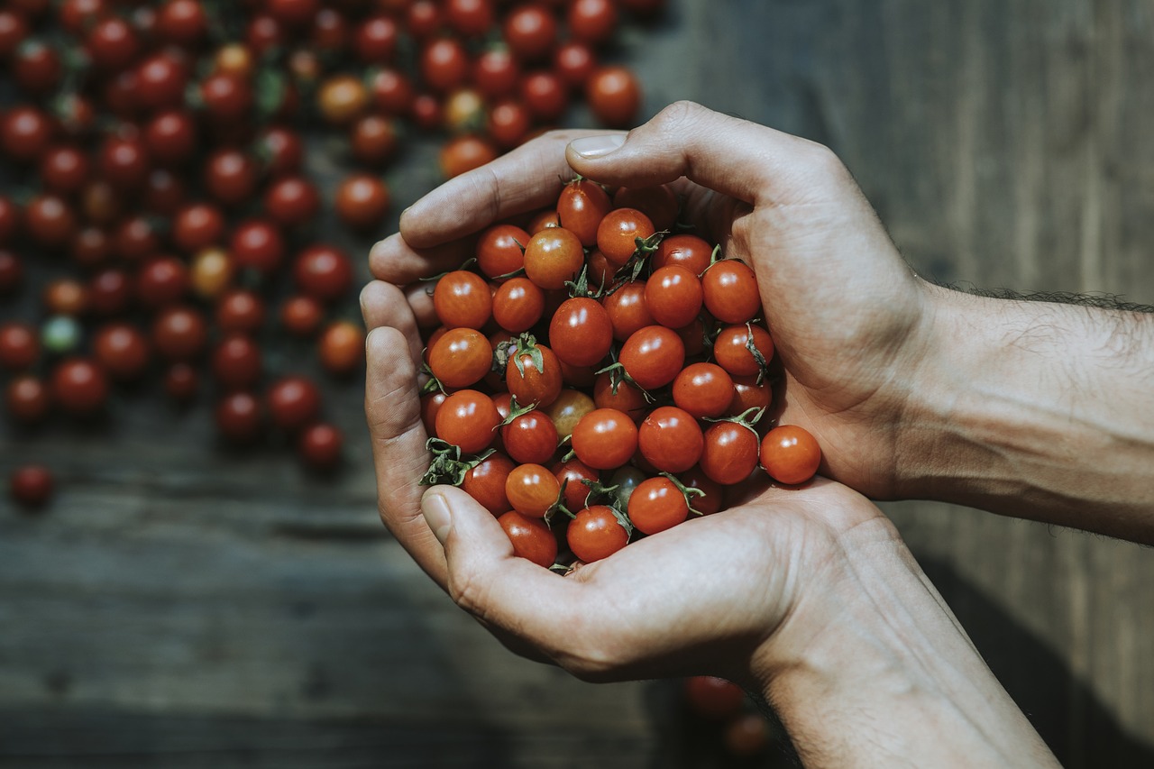 aerial  background  cherry tomato free photo