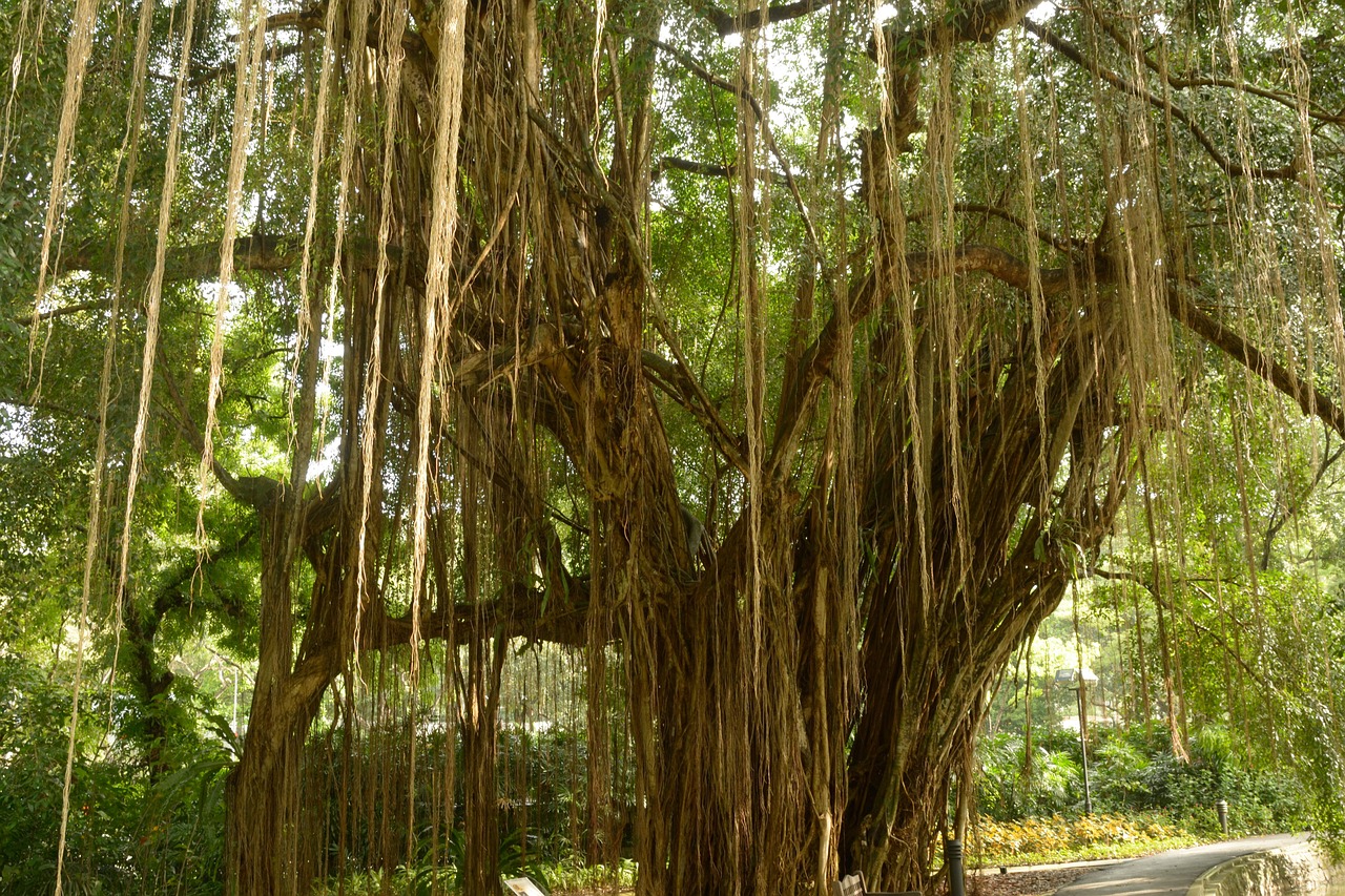 aerial roots giant tree lianas free photo