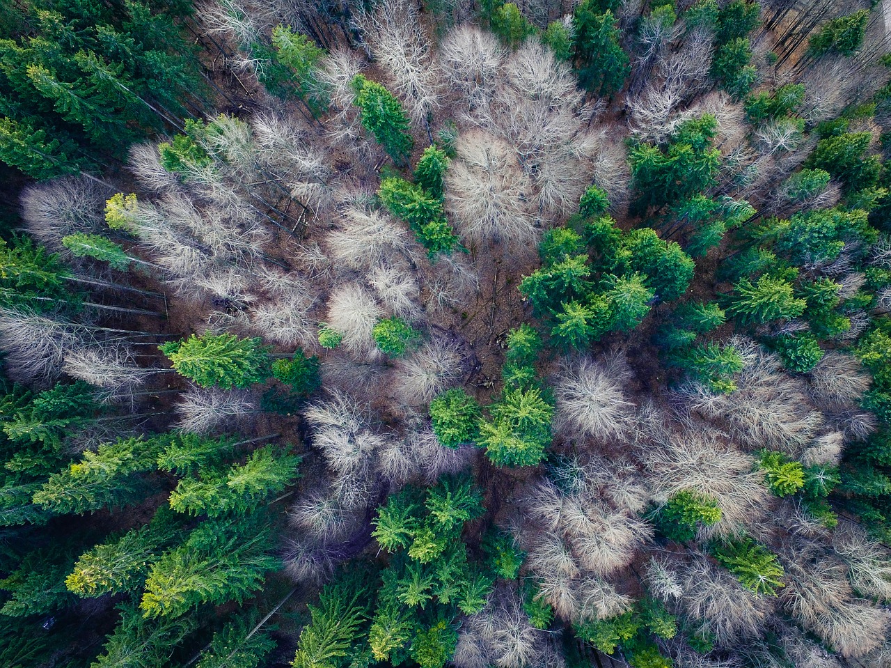 aerial view forest top free photo