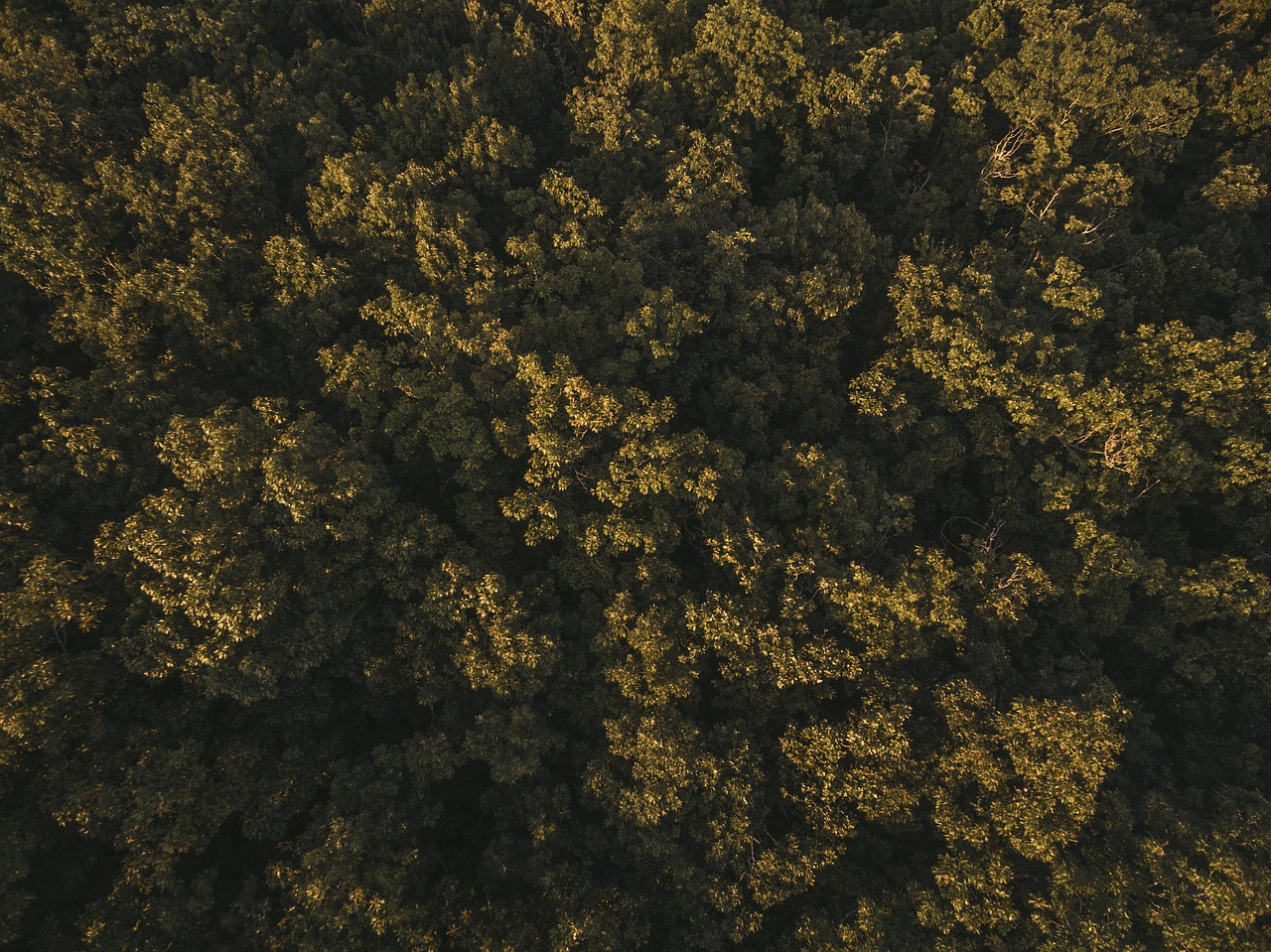 aerial view forest green free photo