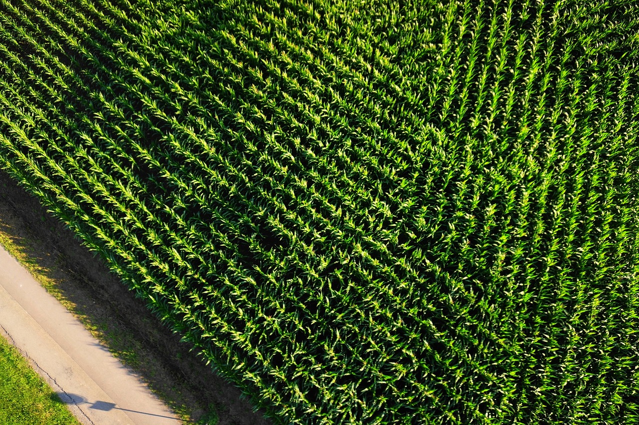 aerial view cornfield arable free photo
