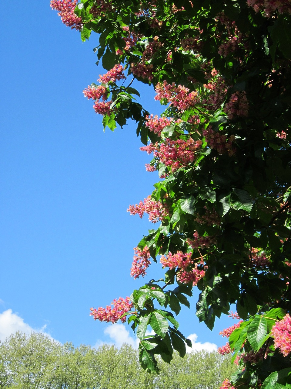 aesculus carnea red horse-chestnut tree free photo