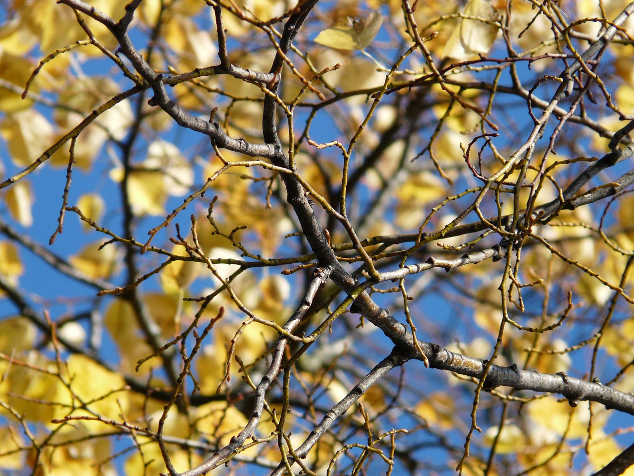 aesthetic,autumn,leaves,fall leaves,tree,coloring,golden,sky,branch,branches,autumn forest,fall foliage,free pictures, free photos, free images, royalty free, free illustrations, public domain