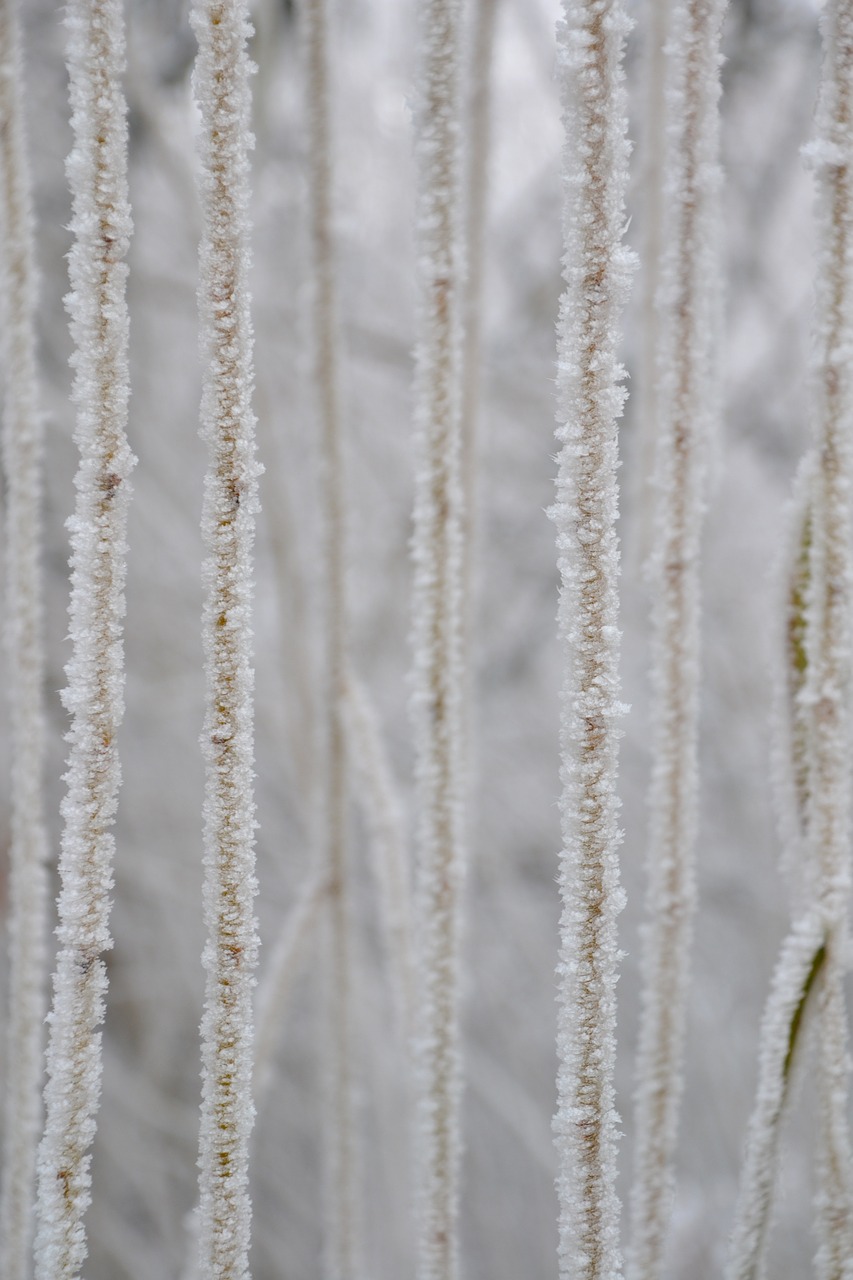 aesthetic hoarfrost weeping willow close-up free photo