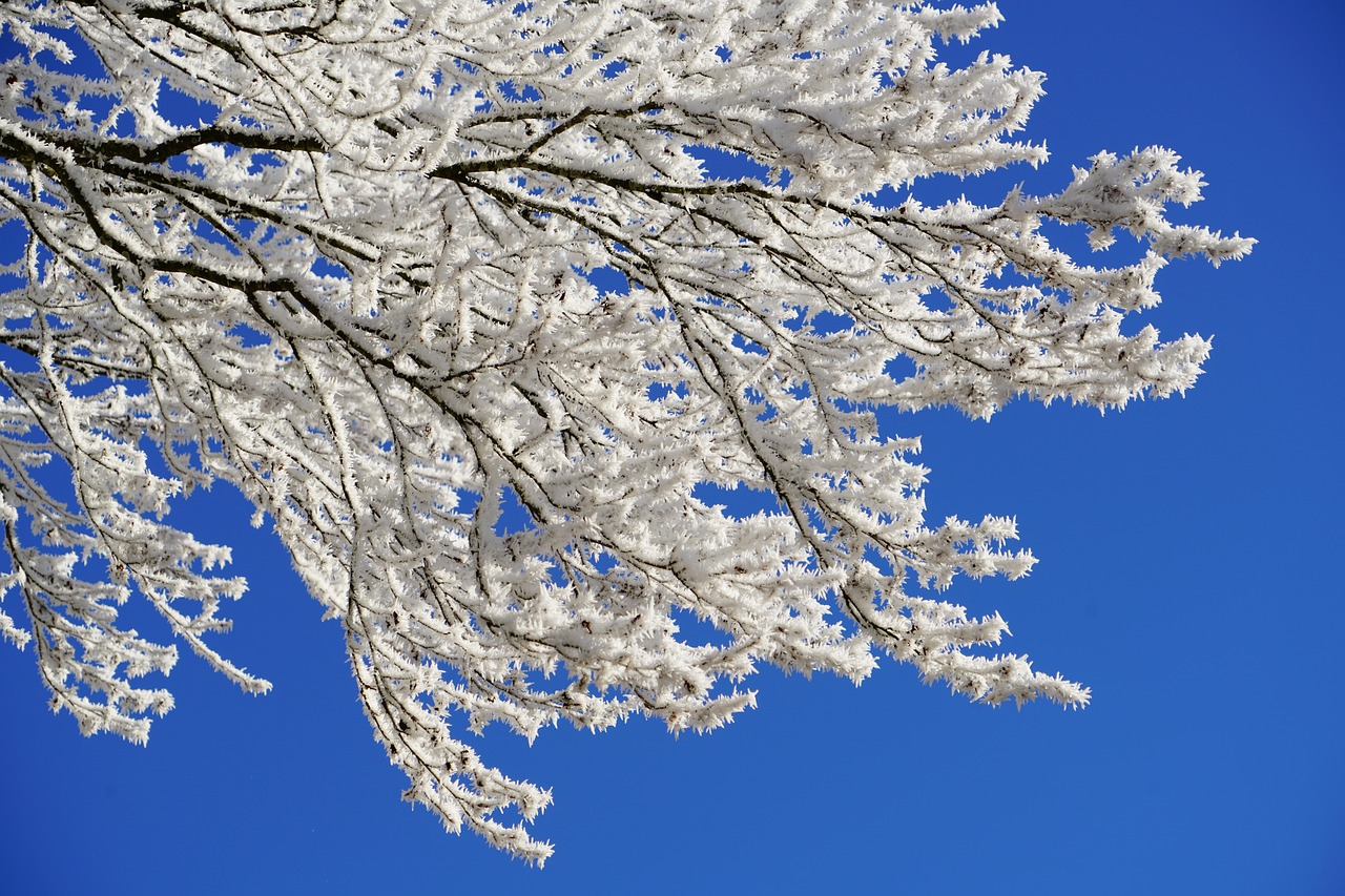 aesthetic hoarfrost winter free photo