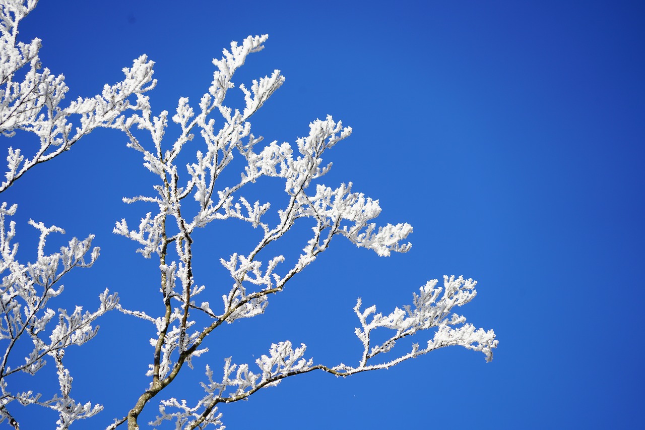 aesthetic branches hoarfrost free photo