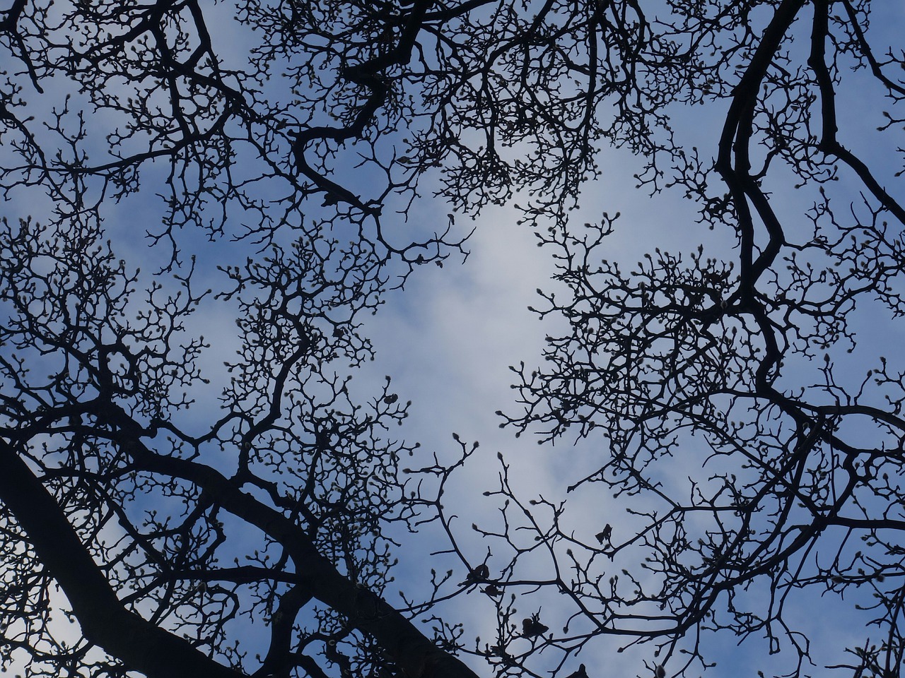aesthetic silhouette branches free photo