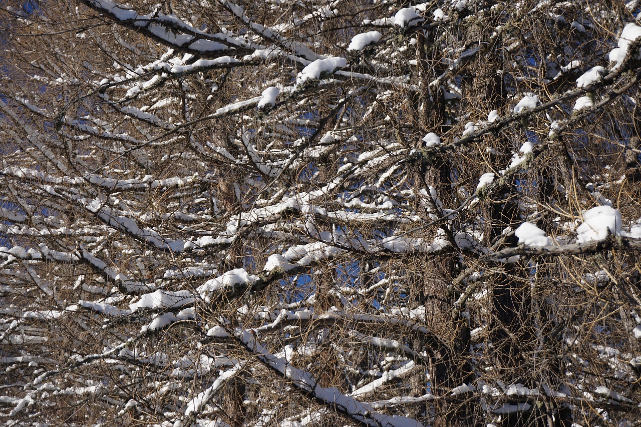 aesthetic trees wood free photo