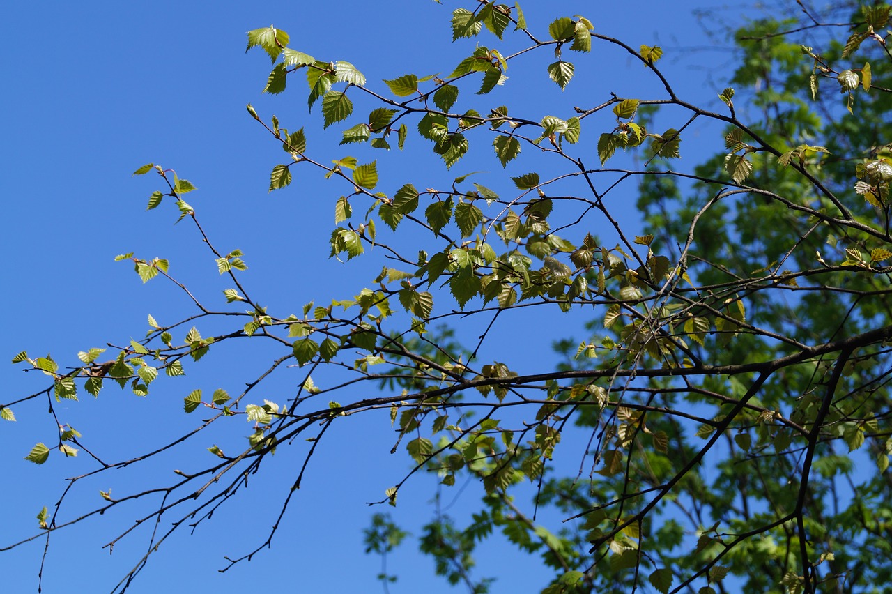 aesthetic  branch  tree free photo