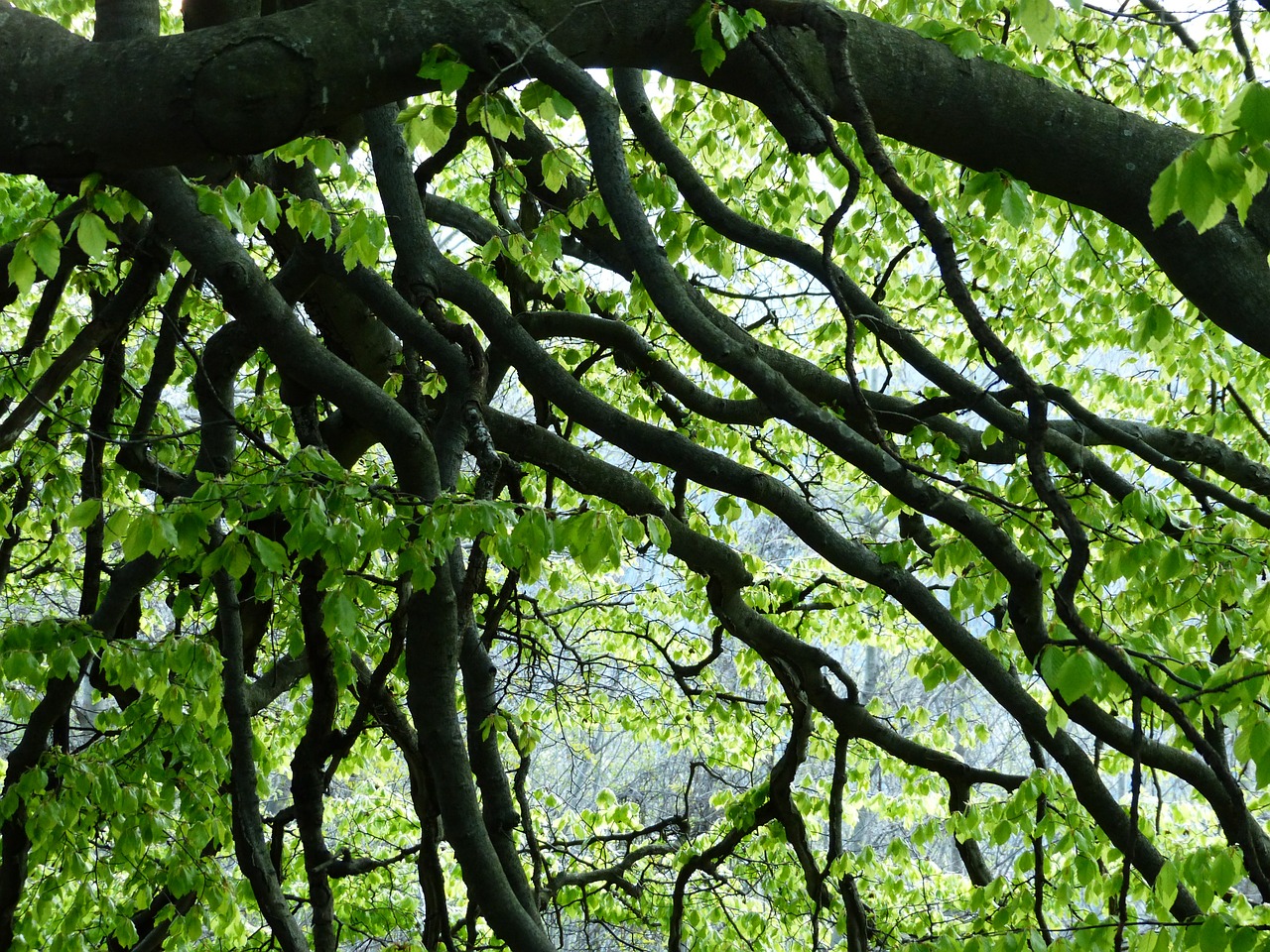 aesthetic branches beech free photo