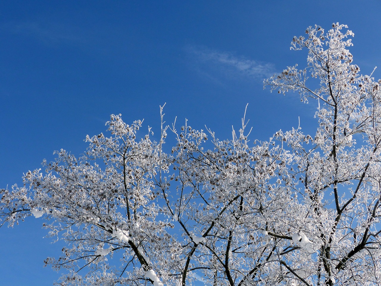 aesthetic ripe snow free photo