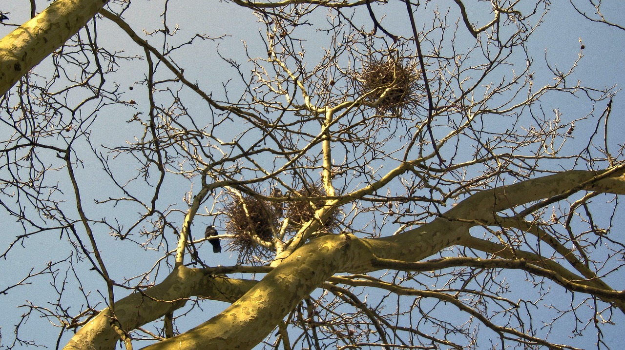 aesthetic branches nest free photo