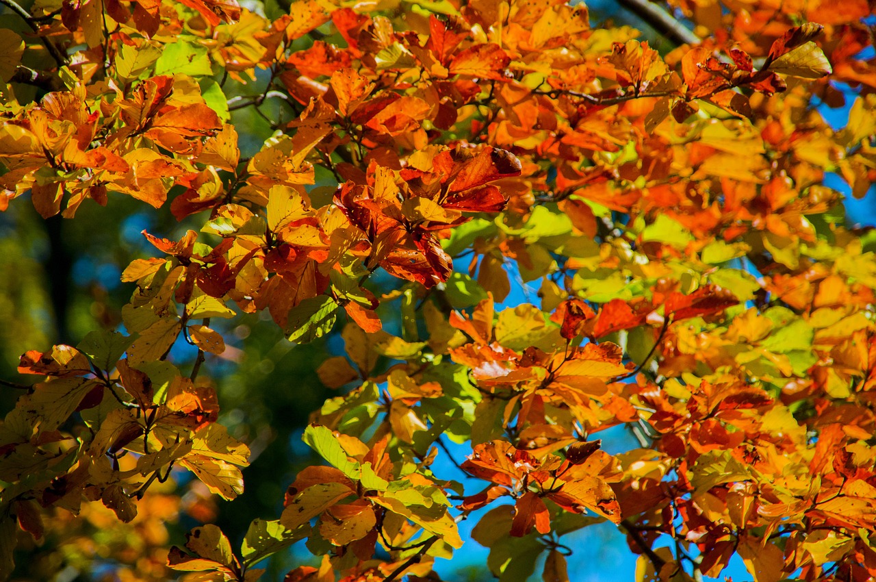 aesthetic autumn leaves free photo