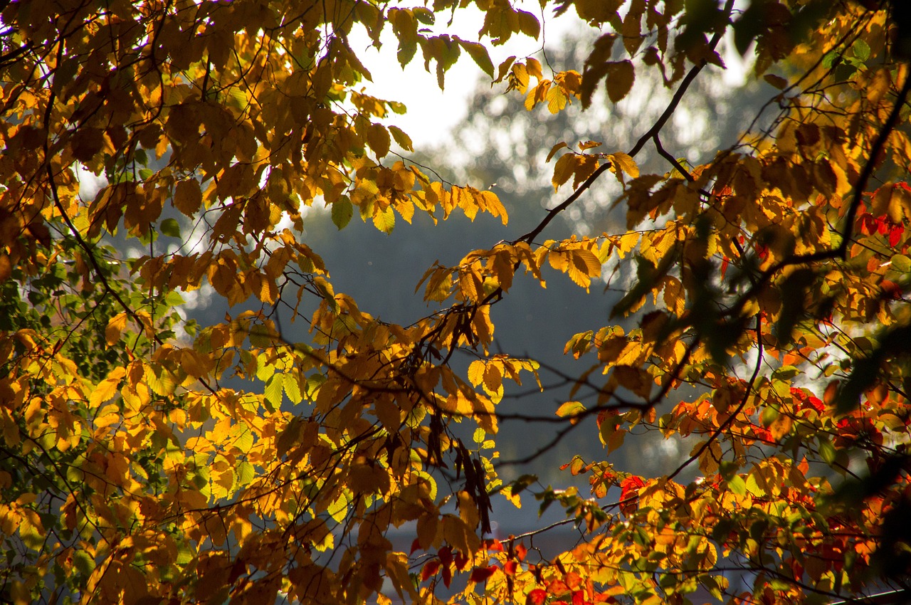 aesthetic autumn leaves free photo